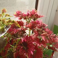 حسن یوسف|گل و گیاه طبیعی|اهر, |دیوار