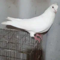 طوقی|پرنده|اردبیل, |دیوار