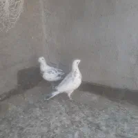 یک جفت سار نر ماده به شرط