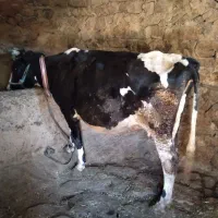 گاودورگه|حیوانات مزرعه|سنندج, |دیوار