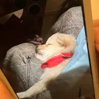 حیوان خانگی