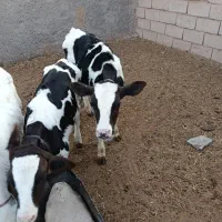 فروش گوساله