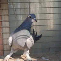 کبوتر دمگیر