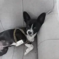 نژاد سک شی واوا