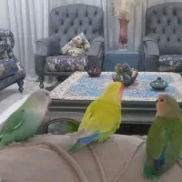 فروش جوجه طوطی برزیلی ۵عدد|پرنده|کرج, فاز ۳ مهرشهر|دیوار