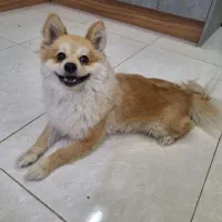 پانسیون خانگی سگ و گربه