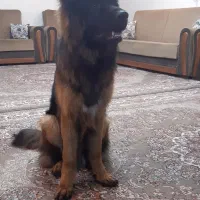 سگ ژرمن گمشده|سگ|شیراز, شهرک بزین|دیوار