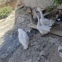 فروش غاز و قوغاز|حیوانات مزرعه|آبادان, |دیوار