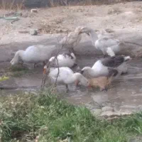 ۹غاز
