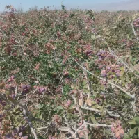 فروش ۱۰۰۰ متری