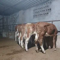 گاو وگوسال|حیوانات مزرعه|تهران, شهرک ولیعصر جنوبی|دیوار