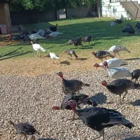 تعداد ۳۵ عدد بوقلمون نر و ماده از بهترین نژاد|حیوانات مزرعه|پاتاوه, |دیوار