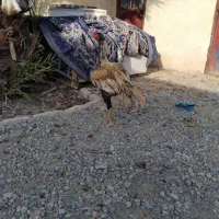 خروس وارداتی یک ساله