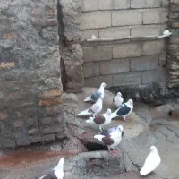 گرده دار پلاکی