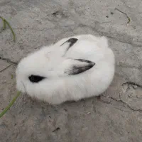 خرگوش جفت نروماده آماده قبراق|موش و خرگوش|شیراز, اصلاح‌نژاد|دیوار