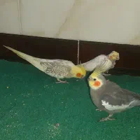 عروس هلندی