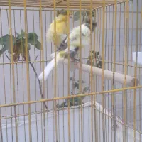 قناری دورگ سوپری