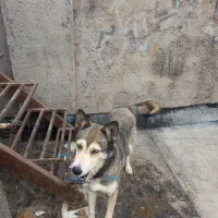 توله سگ هاسکی ماده