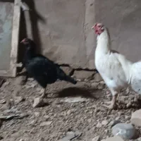 مرغ خروس لاری