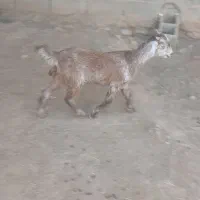 یه دونه کهره ماده|حیوانات مزرعه|داراب, |دیوار