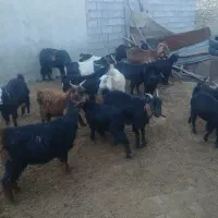 .بز|حیوانات مزرعه|پلدختر, |دیوار