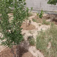 فروش زمین فوری زیر قیمت|فروش زمین و ملک کلنگی|مشهد, درزآب|دیوار