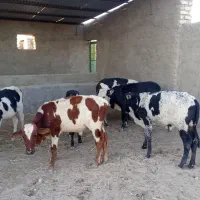 6راس گوساله