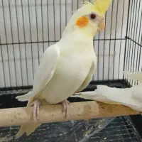 انواع عروس هلندی لوتینو