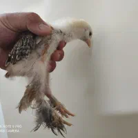 جوجه برهما بلک وپاتریچ