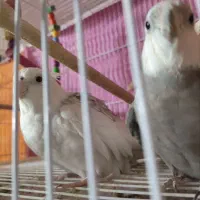 عروس هلندی دوکت و وایت فیس مولد|پرنده|مشهد, چهارچشمه|دیوار