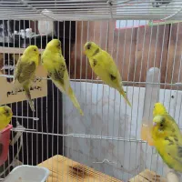 ۴ جفت مرغ عشق جوان نژاد دار|پرنده|داراب, |دیوار