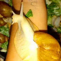 آلبینو
