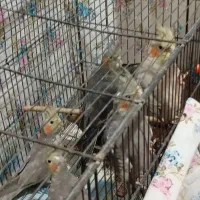 8 تا عروس هلندی یه دونه گل باقالی