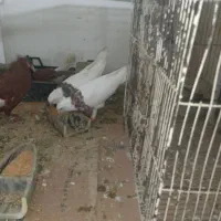 طوقی هفترنگ کاکلی