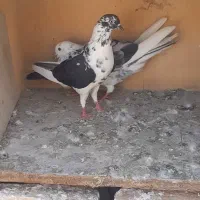 کفتر نرو ماده