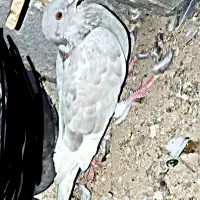 کبوتر گوره سفید