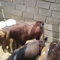 بز بره|حیوانات مزرعه|هیرمند, |دیوار