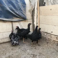 خروس کوشین ومرغ و خروس لاری اصیل|حیوانات مزرعه|مشهد, طلاب|دیوار