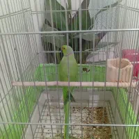 طوطی ملنگو نر