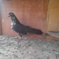 ۵۰ تا کفتر یجایی|پرنده|شهریار, شهریار|دیوار