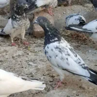 کفترپاکستانی پرشی|پرنده|ایرانشهر, |دیوار