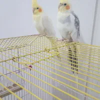 معاوضه دو جفت جفت عروس|پرنده|تهران, گرگان|دیوار