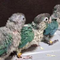 گرینچیک گرین چیک|پرنده|تهران, زهتابی|دیوار