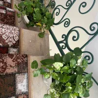 فروش گل آپارتمانی با گلدان|گل و گیاه طبیعی|رشت, فلسطین|دیوار