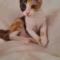 بچه گربه نازنازی
