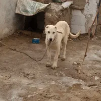 سگ سرابی|سگ|ایجرود, |دیوار