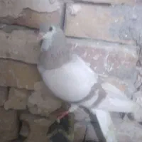 کبوتر ساده|پرنده|فیروزه, |دیوار