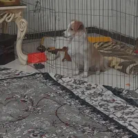 اشپیتز|سگ|اندیشه, شهرک المهدی|دیوار