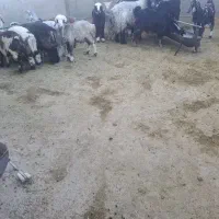 بره کهره  کاوه  میش  بز کلر چاق قصابی درب منزل