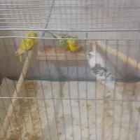 سه عددمرغ عشق